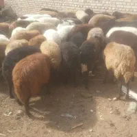 گوسفند|حیوانات مزرعه|یامچی, |دیوار