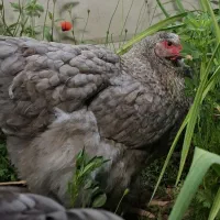 ارائه جوجه برهما وارداتی در رنگ های متنوع|حیوانات مزرعه|قائم‌شهر, |دیوار