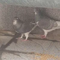 با سلام جفت شهری الماسی