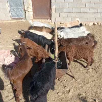 کهره|حیوانات مزرعه|شیراز, حومه شیراز|دیوار