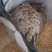 تخم مرغ نطفه دار گلین|حیوانات مزرعه|قم, بیانی|دیوار