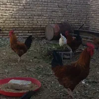 خروس خونگی بالغ جوان|پرنده|خاتم, |دیوار