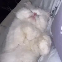 گربه|گربه|بجنورد, |دیوار