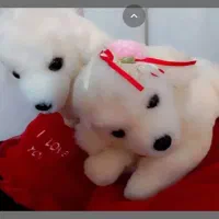 دوسگ عاشق ولنتاینی سایز عروسک بزرگ