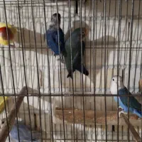 عروس هلندی بالغ تک و کوتوله|پرنده|رفسنجان, |دیوار