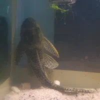 ماهی لجن خوار کت اسپرت گربه ماهی|ماهی|مشهد, امیریه|دیوار