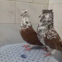 کبوتر گرگی و سرخ خال قدیم|پرنده|خان ببین, |دیوار