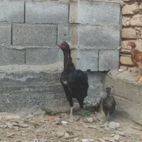 مرغ لاری کرچ با دوتا جوجه محلی|حیوانات مزرعه|سیمین شهر, |دیوار