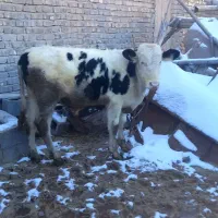 گوساله نر هلشتین خالص بزری