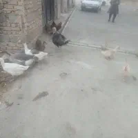 باسلام خداقوت یک عد قو غاز و چهار عدد غاز معمولی|حیوانات مزرعه|شاهدشهر, |دیوار
