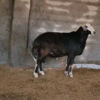 قوچ قره چال اصل|حیوانات مزرعه|سیمین شهر, |دیوار