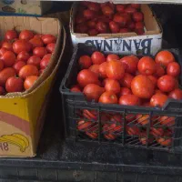 رب خانگی|خوردنی و آشامیدنی|مزرعه کتول, |دیوار