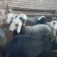 گوسفند|حیوانات مزرعه|جوکار, |دیوار