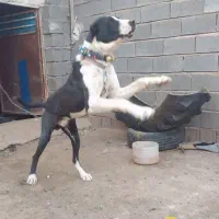 سگگله|سگ|تربت جام, معدآباد|دیوار