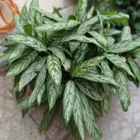 گل های آپارتمانی بسیار زیبا|گل و گیاه طبیعی|محمدیه-قزوین, |دیوار