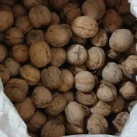 گردوی تازه امسال