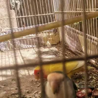 پرنده