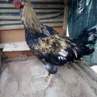 خروس جوان چاق محلی