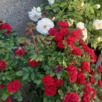 لباس محلی مخمل قرمز با طرح شیک یک میلیون تومن