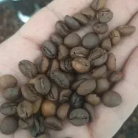 فروش دان قهوه