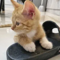 بچه گربه پدر اسکاتیش مادر کالیکو 2ماهه|گربه|گرگان, |دیوار