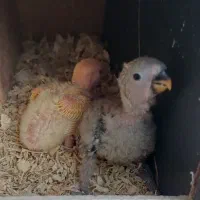 طوطی  کوتوله برزیلی