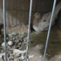 هفترنگ نروماده|پرنده|سبزوار, شهرک صنعتی فرودگاه|دیوار