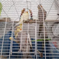 عروس هلندی|پرنده|احمدسرگوراب, |دیوار