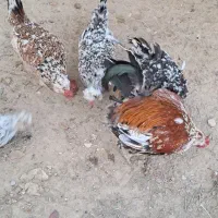 تخم مرغ های گلین|حیوانات مزرعه|کلاله, |دیوار