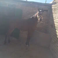 کره مادیون کرد آس