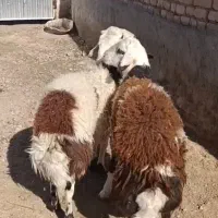 2 راس بره نر قوچی