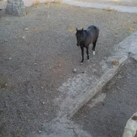 اسب فروشی