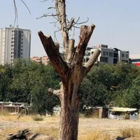برش درخت.فقط خشک.حرس کاری. حمل و نقل نخاله درخت.