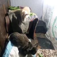 خرگوش (3عدد باهم فروشی)