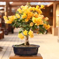 باغبانی سمپاشی گل درختچه باغچه کود تضمینی