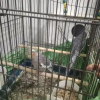 عروس هلندی جفت|پرنده|فشاپویه, |دیوار