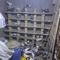 کبوتربه شرط پرش|پرنده|قزوین, |دیوار