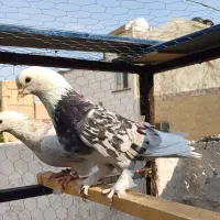 کبوتر هما سرور طلا بعد از ظهری