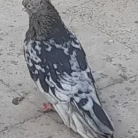 سرور نر آبادانی