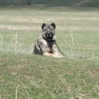 سگ سرابی 2ساله