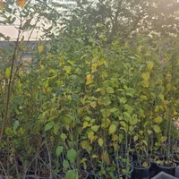 سلام نهالستان امبین بندر ماهشهر|خدمات باغبانی و درختکاری|بندر ماهشهر, |دیوار