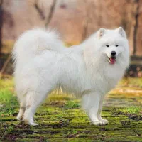 سگ گم شده
