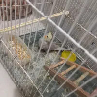 عروس هلندی نر