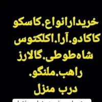 شاه طوطی کاسکو  راهب لوریکیت سنگال طوطی سانان