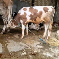 گوساله