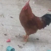 فروش خروس 6ماهه