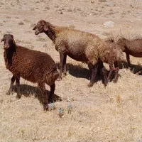 گوسفند و بره ،گوسفند آبستن سنگین ،قوچ ب شرط پرش|حیوانات مزرعه|سنقر, |دیوار