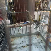 جوجه ماده سهره