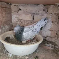 یک جفت کله سبز|پرنده|تربت‌حیدریه, حسنی بالا|دیوار