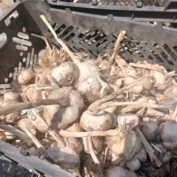 سیر همدان کیلوی  160 تومان